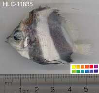 Image of Bannerfish