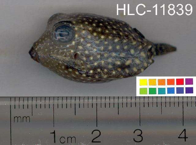 Image of Spotted boxfish