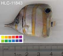 Image of Banded Longsnout Butterflyfish