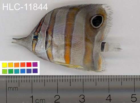 Image of Banded Longsnout Butterflyfish