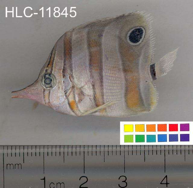 Image of Banded Longsnout Butterflyfish