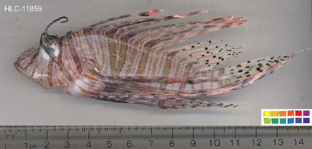 Pterois miles (Bennett 1828) resmi