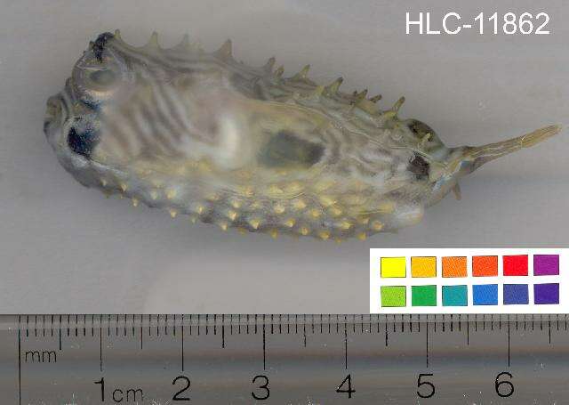 Image of Striped Burrfish