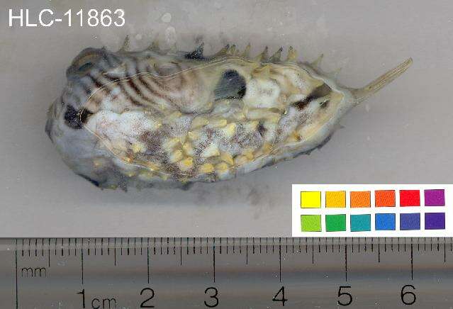 Image of Striped Burrfish