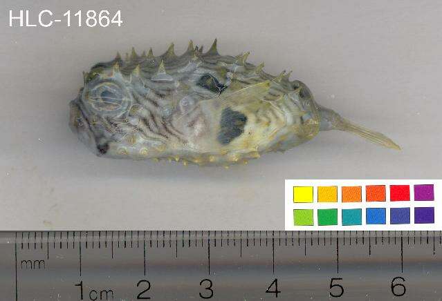 Image of Striped Burrfish