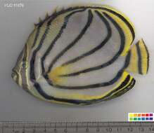 Image of Maypole Butterflyfish