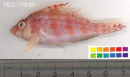 Image of Coral Hawkfish