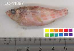 Image of Coral Hawkfish