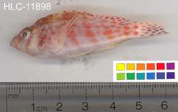 Image of Coral Hawkfish