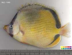 Image of Decorated Butterflyfish