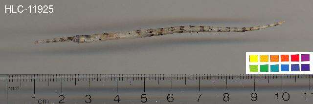 Image of banded pipefish