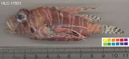 Image of Mombasa lionfish