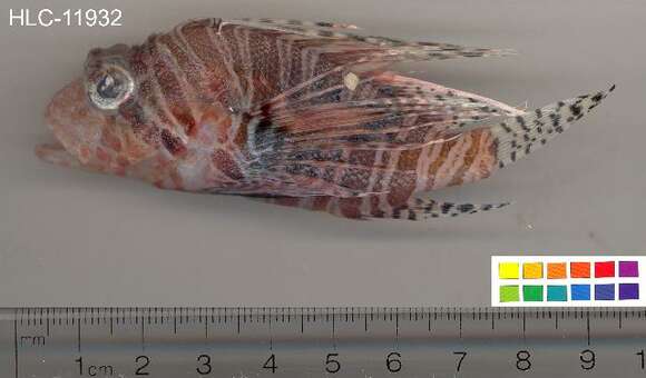 Image of Mombasa lionfish