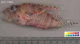 Image of Mombasa lionfish