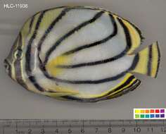 Image of Maypole Butterflyfish