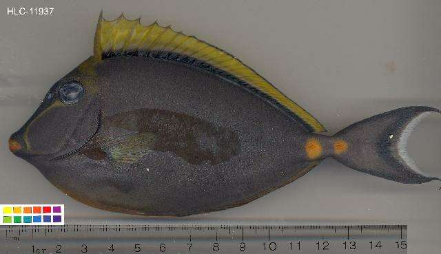 Image of Barcheek Unicornfish