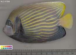 Image of Angelfish