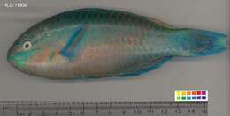 Image of Green-blotched parrotfish