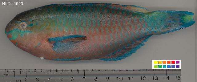 Image of Green-blotched parrotfish