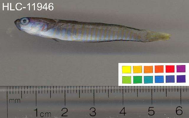 Image of Chinese zebra goby