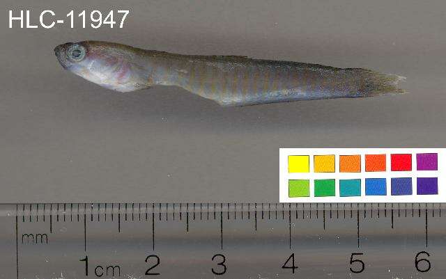 Image of Chinese zebra goby