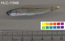 Image of Chinese zebra goby