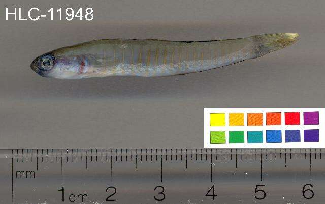 Image of Chinese zebra goby