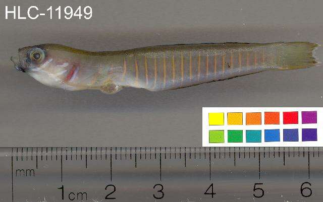 Image of Chinese zebra goby