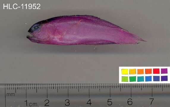 Image of Blackcap Basslet