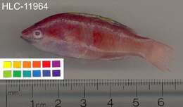 Imagem de Cirrhilabrus flavidorsalis Randall & Carpenter 1980