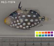 Image of clown triggerfish