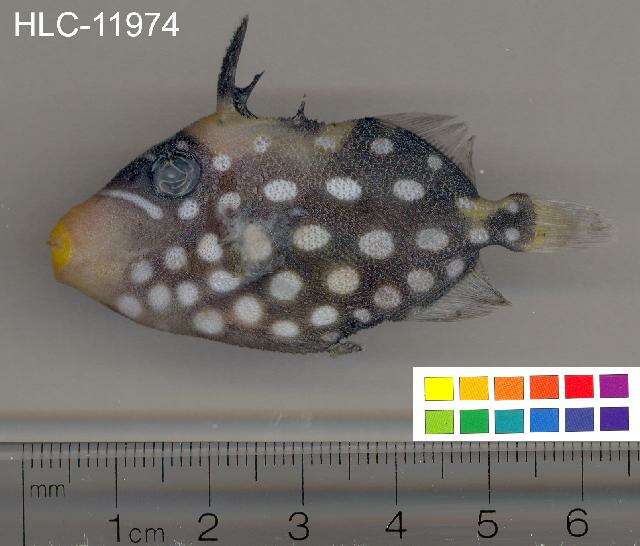 Image of clown triggerfish