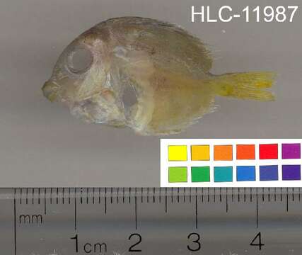 صورة Acanthurus coeruleus Bloch & Schneider 1801