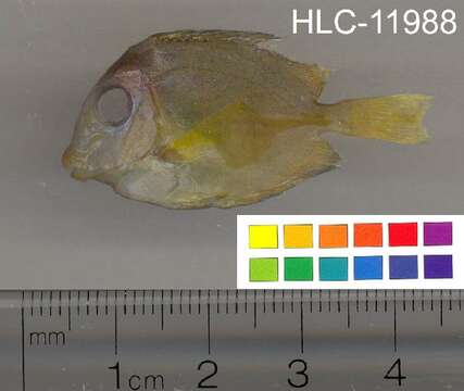 صورة Acanthurus coeruleus Bloch & Schneider 1801