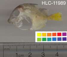 صورة Acanthurus coeruleus Bloch & Schneider 1801