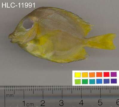 صورة Acanthurus coeruleus Bloch & Schneider 1801