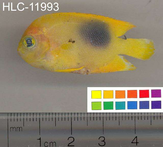 Image of Angelfish