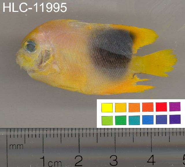 Image of Angelfish