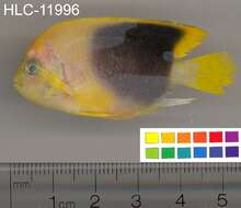 Image of Angelfish