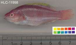 Imagem de Cirrhilabrus flavidorsalis Randall & Carpenter 1980