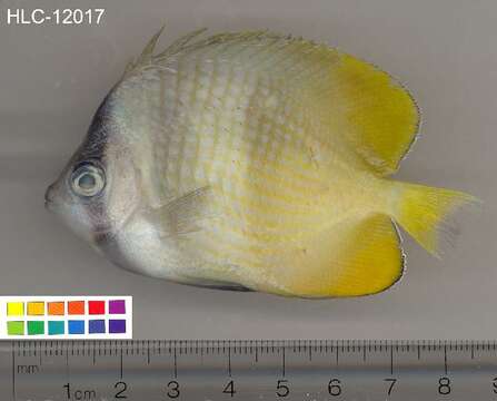 Image of Blacklip Butterflyfish