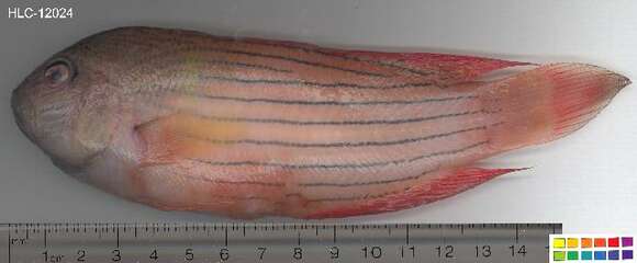 Слика од Labracinus cyclophthalmus (Müller & Troschel 1849)