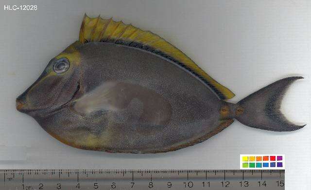 Image of Barcheek Unicornfish