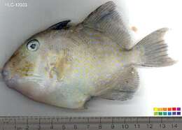 Image of Bluestriped triggerfish