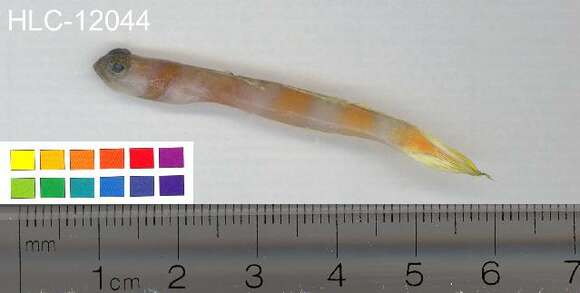 Image of Magnus&#39; prawn-goby