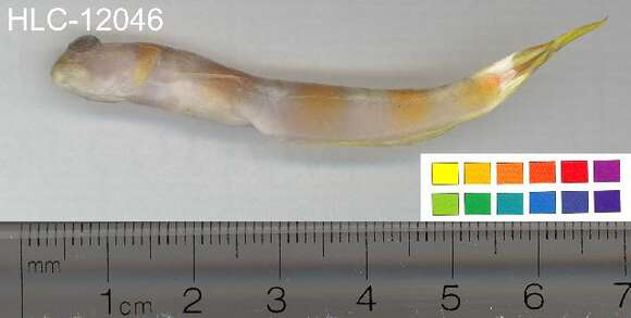 Image of Magnus&#39; prawn-goby