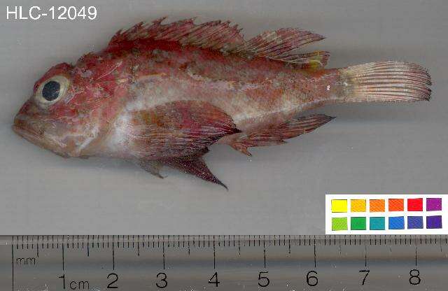 Image of Barbfish