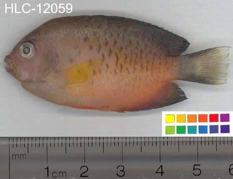 Image of Rusty Angelfish