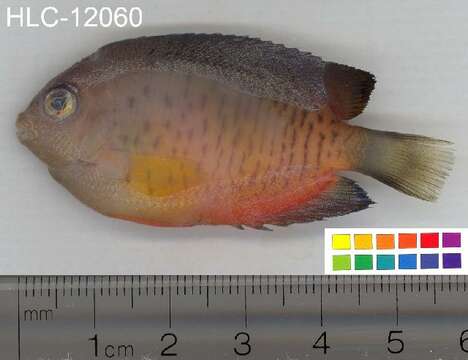 Image of Rusty Angelfish