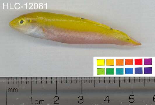 Image of Canarytop wrasse